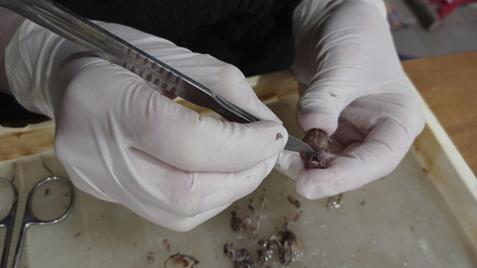 In this March 2022 photo provided by Anton Vlaschenko, fellow zoologist Maryna Yerofeieva prepares a bat skull to add to a scientific collection in Kharkiv, Ukraine. Even amid war, many Ukrainian scientists are continuing their research and teaching. A report published in April said Ukraine’s Ministry of Education and Science estimated that 4,000 to 6,000 scholars had already left Ukraine – mostly women with families – but around 100,000 remained. (Anton Vlaschenko via AP)