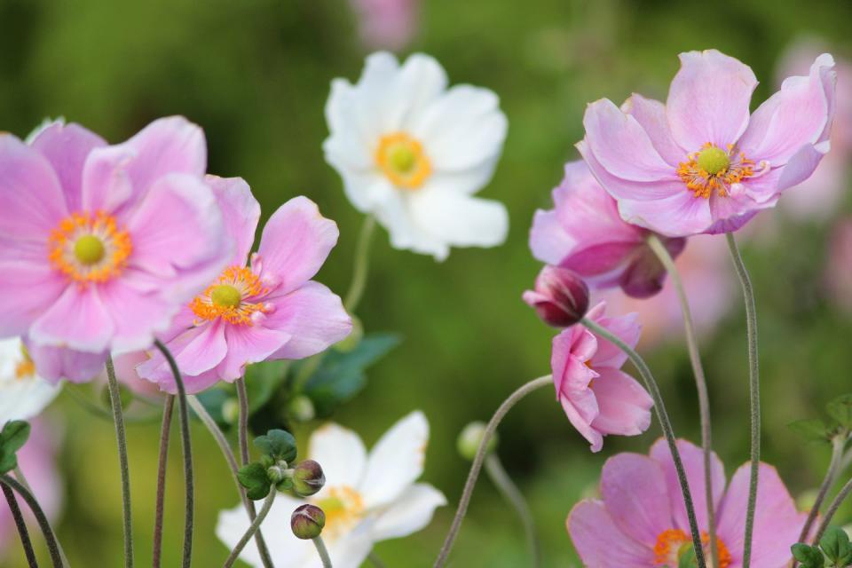 <p>Similarly, Japanese anemones contain the same unpalatable tissue and provide a zap of colour to any border.</p><p><a class="link " href="https://go.redirectingat.com?id=127X1599956&url=https%3A%2F%2Fwww.crocus.co.uk%2Fplants%2F_%2Fanemone--hybrida-september-charm%2Fclassid.2000010573%2F&sref=https%3A%2F%2Fwww.housebeautiful.com%2Fuk%2Fgarden%2Fg22065624%2Fplants-deter-slugs-garden%2F" rel="nofollow noopener" target="_blank" data-ylk="slk:BUY NOW;elm:context_link;itc:0;sec:content-canvas">BUY NOW</a></p>
