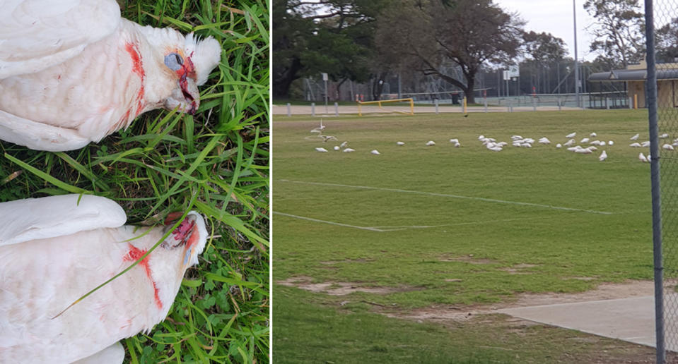 A number dead long-billed corellas dead at One Tree Hill Primary School, Adelaide. They dropped dead in front of kids. It's believed they've been poisoned.