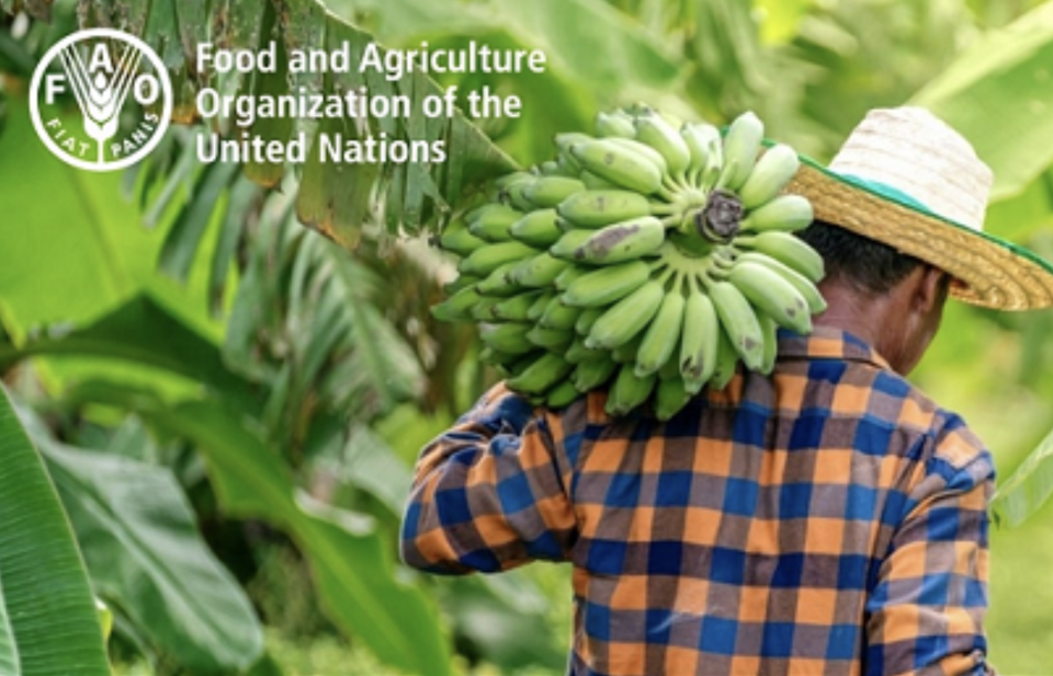 聯合國糧農組織屬下世界香蕉論壇正在意大利羅馬舉行會議。    