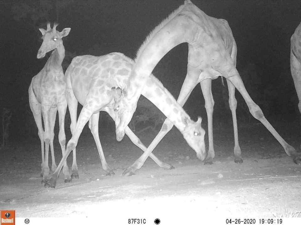Giraffes caught on a camera trap (Bristol Zoological Society/PA)