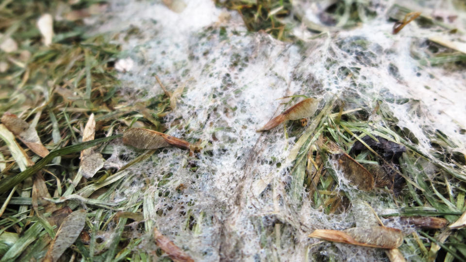 Snow mold on the lawn in a garden