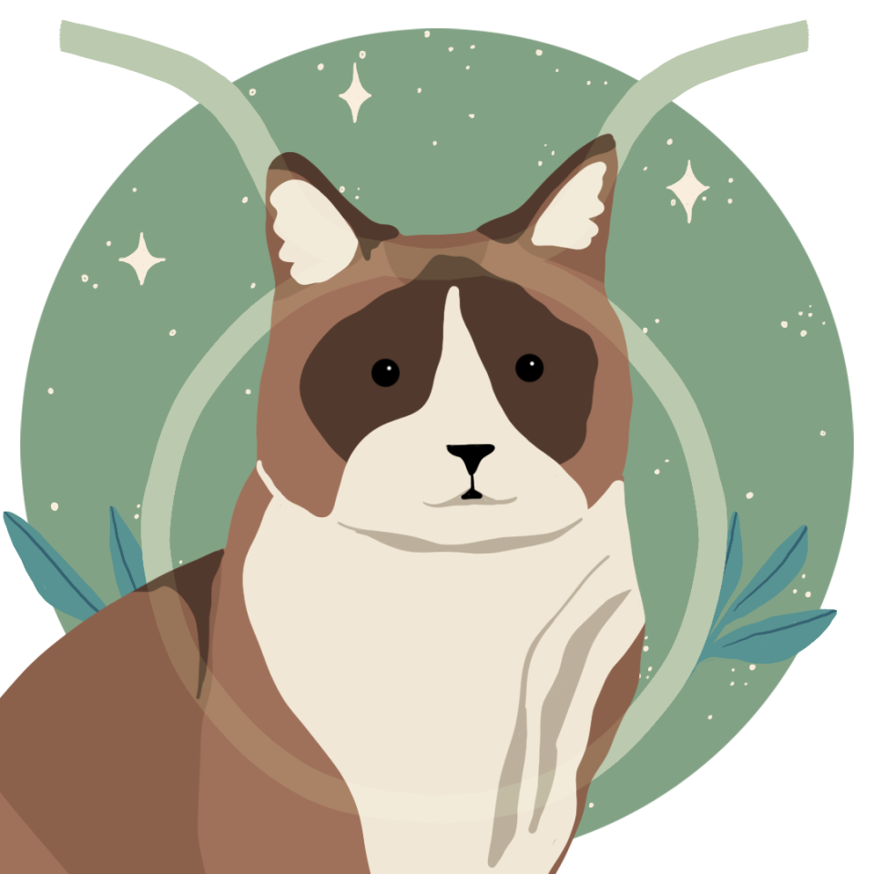 cat's zodiac sign: taurus zodiac sign with a snowshoe cat