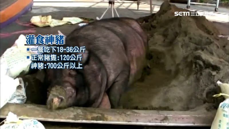 神豬至少要長到700公斤。