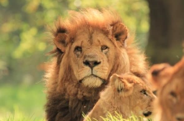 Male lion killed by females at UK safari park for being 'too old'