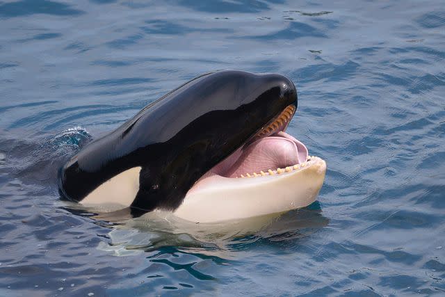 <p>Getty</p> A stock photo of a killer whale