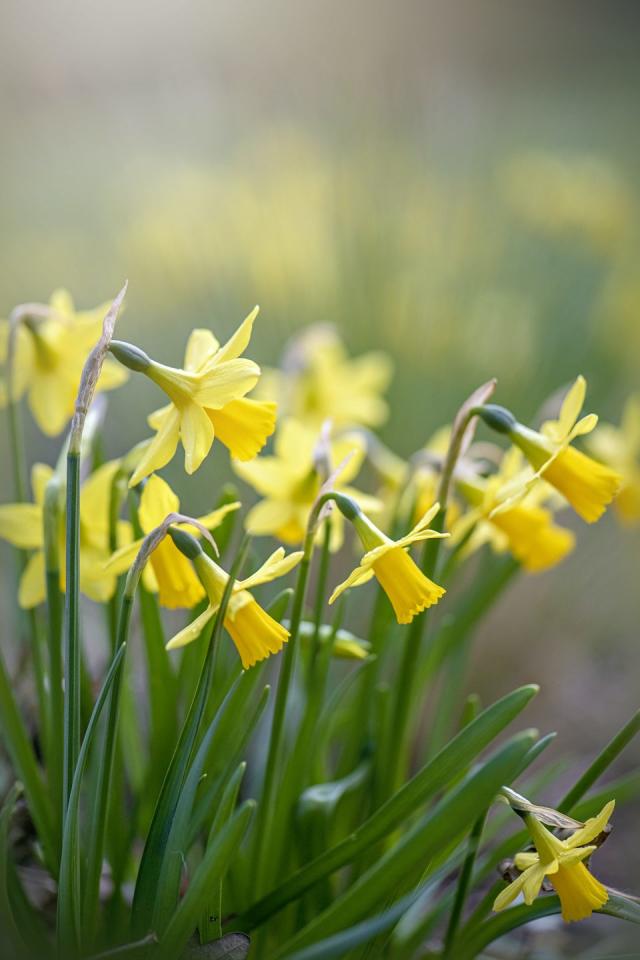 are bluebells poisonous to dogs