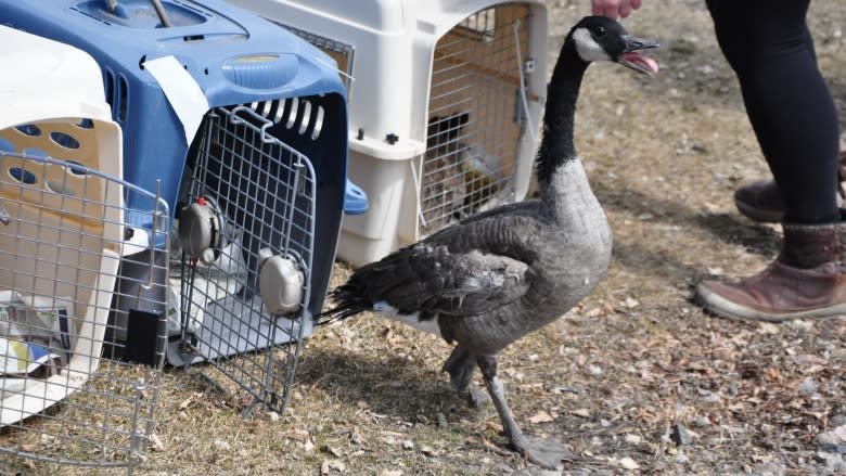 Geese take wing after being nursed back to health, released by Prairie Wildlife Rehabilitation Centre