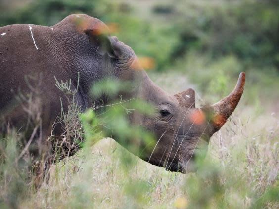 Officials in Botswana fear up to 10 per cent of the country’s 500 rhinoceroses may have been wiped out since March (Reuters)