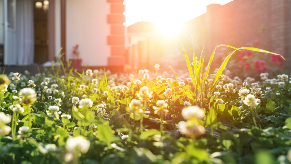 White clover grass growing on a lawn with the sun in the background