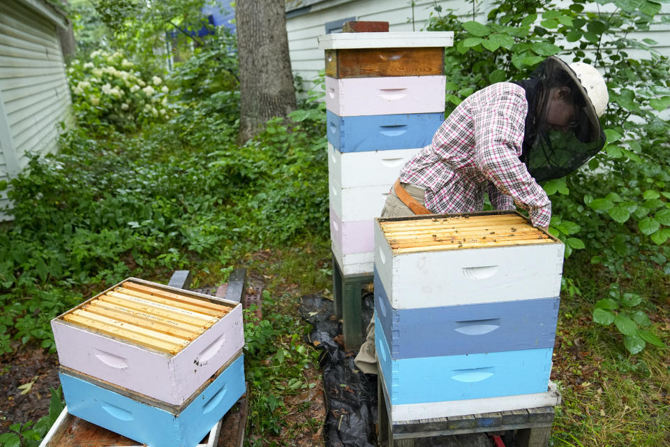 La investigadora de abejas de la Universidad de Maryland, Nathalie Steinhauer, abre sus panales de abejas para mostrarlas a The Associated Press, el miércoles 21 de junio de 2023, en College Park, Maryland. (AP Foto/Julio Cortez)