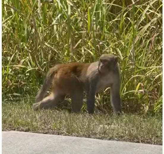 Here's a screenshot of the video from Miranda’s Kitchen YouTube page of a monkey near South Lake High School that he recorded Friday as he was picking up his daughter.