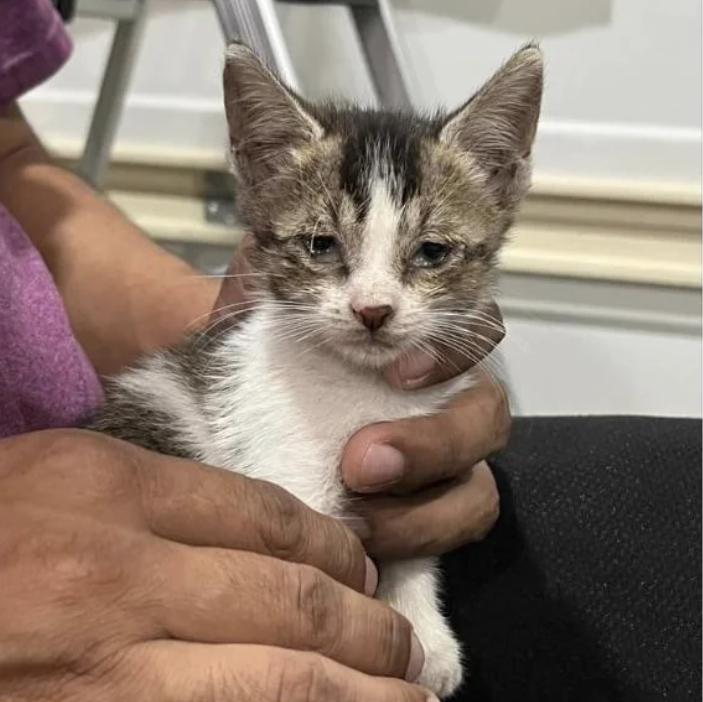 Person holding a small kitten with a patchy coat