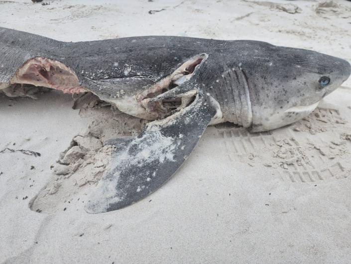 Un tiburón asesinado por babor y estribor al que la pareja le extrajo el hígado.
