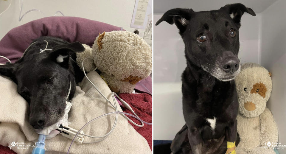 Maci intubated (left) and sitting up (right)