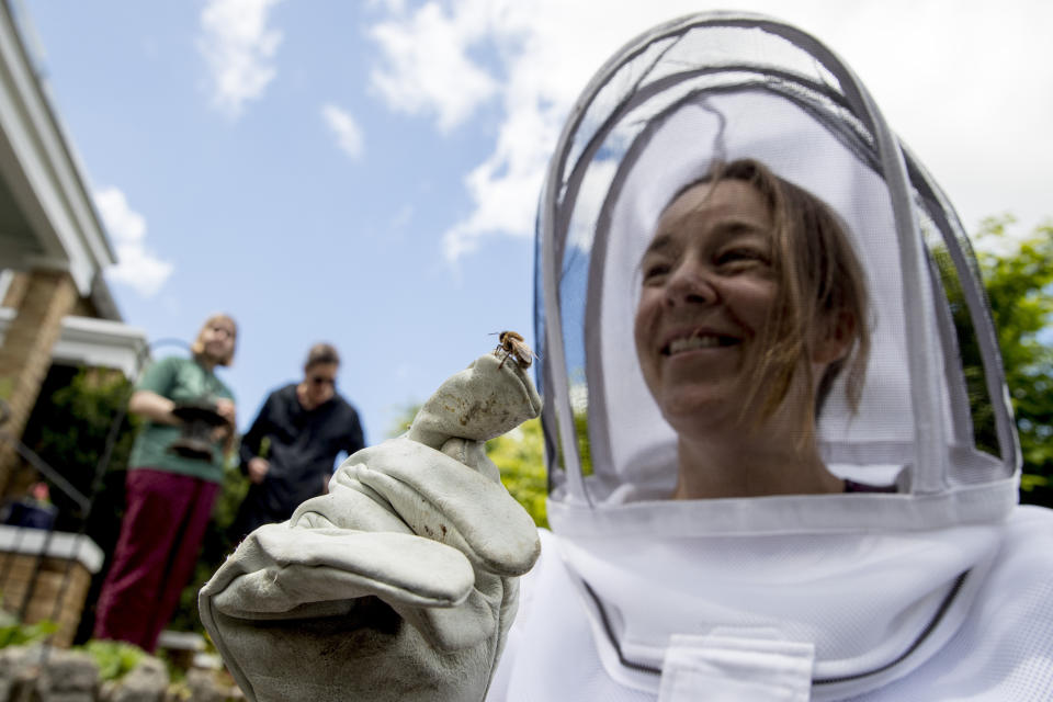 Neighbors hesitantly take a closer look at a bee that rests on beekeeper Erin Gleeson's glove after she helped capture a swarm of honey bees to relocate them to a bee hive, Friday, May 1, 2020, in Washington. (AP Photo/Andrew Harnik)