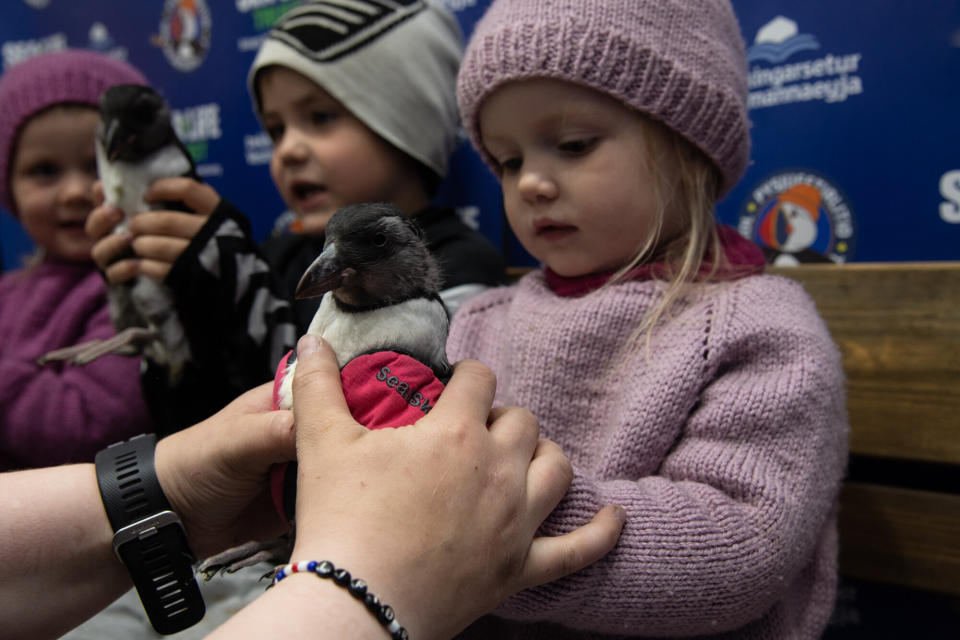 Sandra Sif Sigvardsd&oacute;ttir hands a puffling to her youngest daughter, Eva Berglind, 2, sitting next to her cousin and older sister. Puffling Patrol volunteers take a photo of each kid with their rescued pufflings. (Photo: Jennifer Adler)