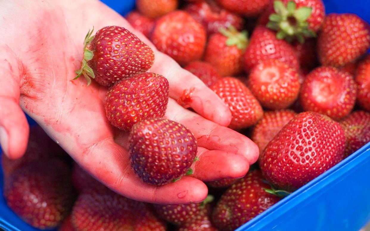 Backpackers taking jobs in the fruit picking industry typically receive less than minimum wage - Getty Images Contributor