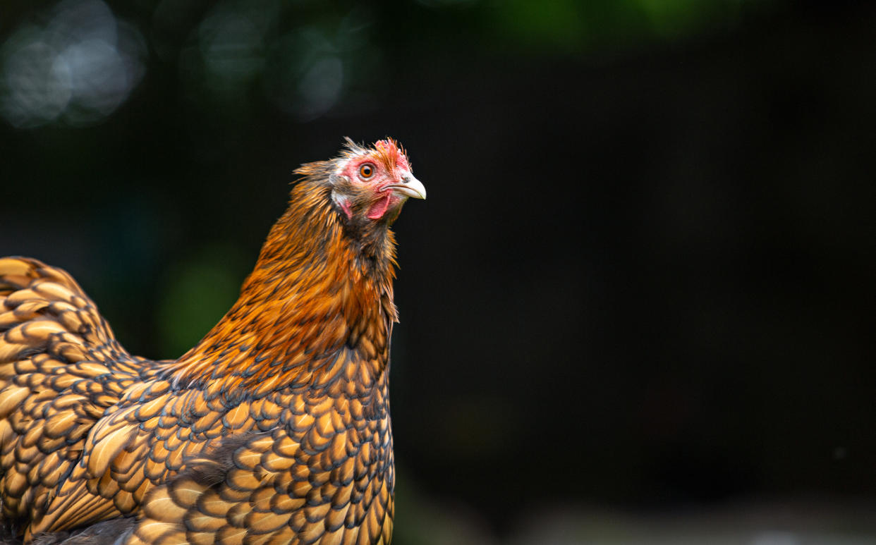 Photo of a pretty backyard chicken