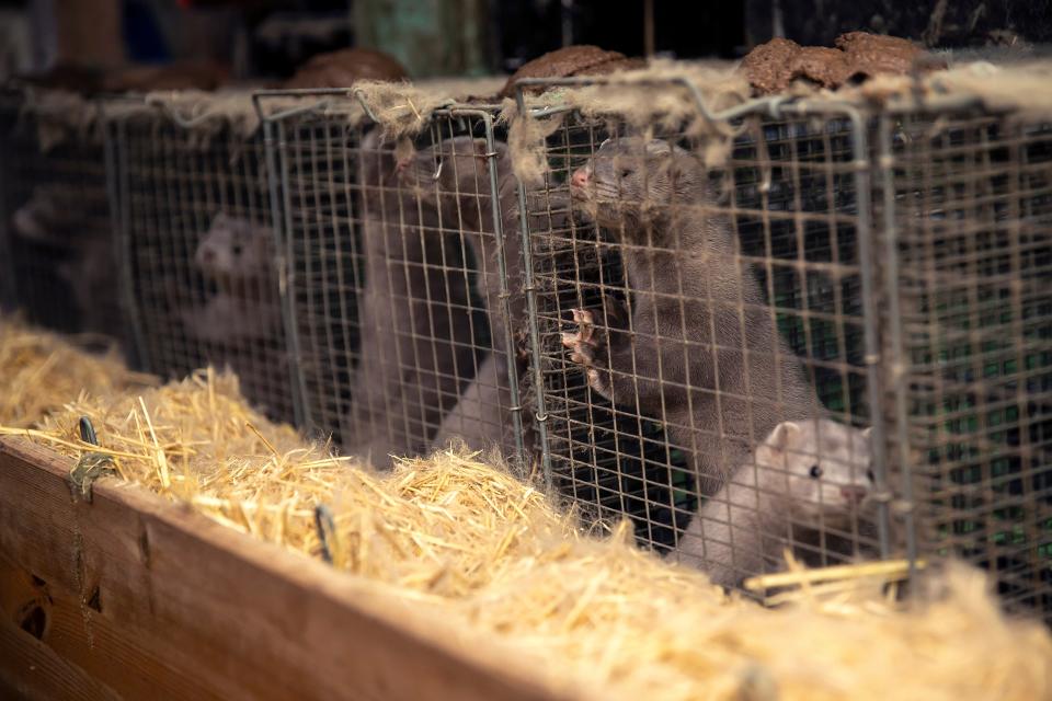 <p>Minks on a farm in Denmark</p>Getty Images