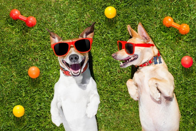 Summer DIY: freezing your dog's toys in ice can help him stay cool