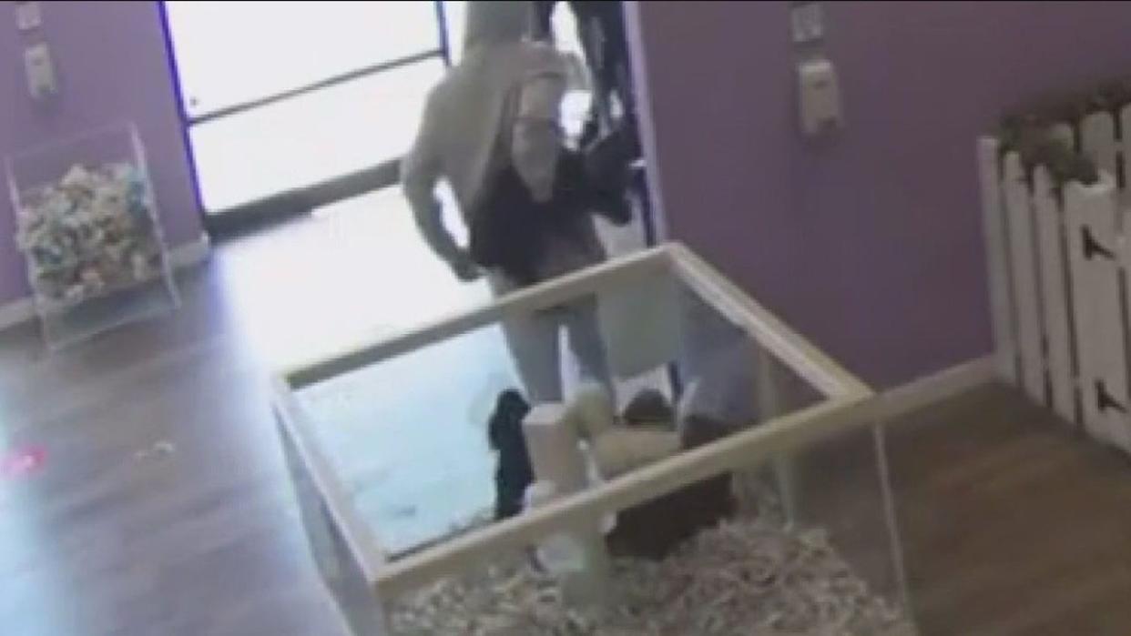 <div>Thieves got away with 3 dogs from the Puppyland in Puyallup, Wash. on May 6, 2024.</div> <strong>(Video released by Pierce County Sheriff's Department)</strong>