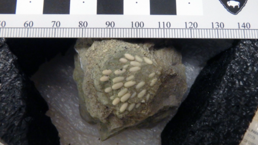 Fossilized grasshopper nest found in Oregon's John Day Fossil Beds