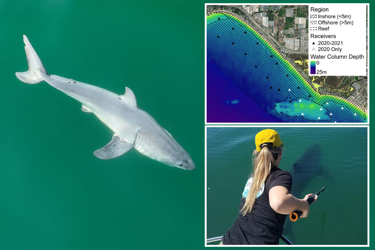 New research has identified a major reason why people see sharks close to beaches nowadays.