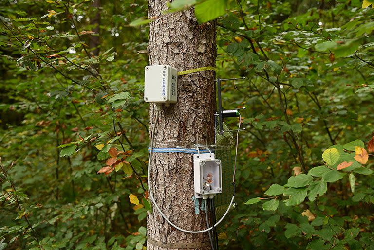 Los científicos monitorean la salud de los árboles mediante dispositivos que miden el flujo de savia a través del tronco, la circunferencia del árbol y el grosor del tejido de la corteza