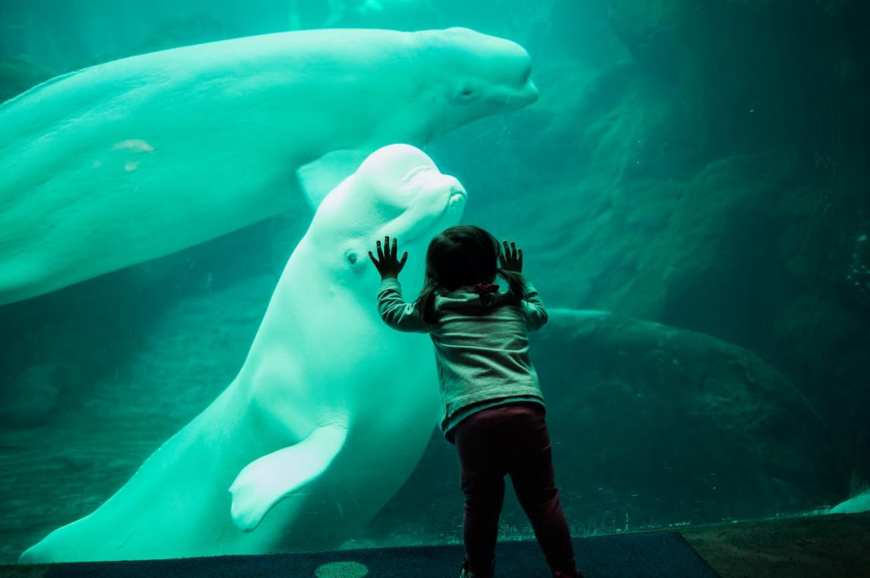 <a href="https://www.shutterstock.com/es/image-photo/little-child-staring-beluga-whale-through-1015944103" rel="nofollow noopener" target="_blank" data-ylk="slk:Shutterstock / Handcraft Films;elm:context_link;itc:0;sec:content-canvas" class="link ">Shutterstock / Handcraft Films</a>