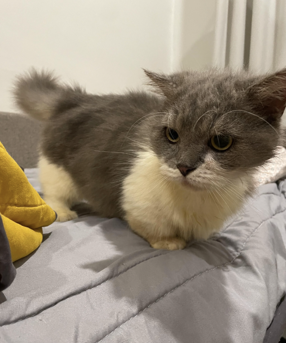 Fluffy gray and white cat with a prominent mane sitting on a bed next to a yellow fabric
