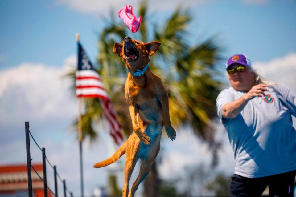 Laurie Uebelhoer tosses a toy for her yellow lab “Althea May”. High flying dock dogs competed in the first round of competition on Friday to kick off the Waccamaw Sportsmen’s Expo. Waccamaw Outfitters and Conway Downtown Alive are teaming up to host the event which focuses on outdoor lifestyle activities along the Waccamaw River. March 25, 2022.