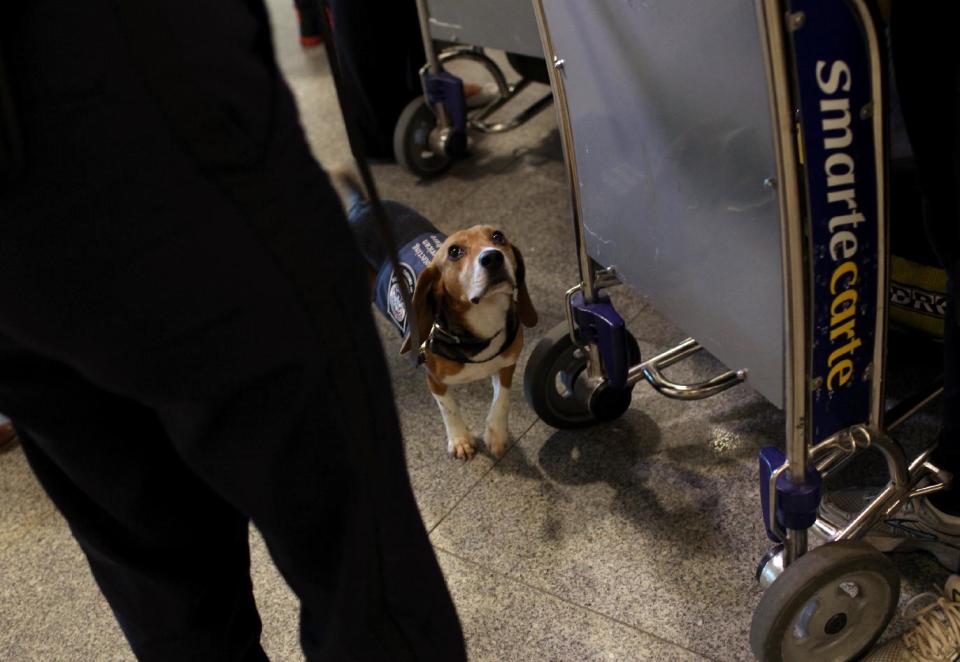 In this Feb. 9, 2012 photo, Meghan Caffery, standing at left, a U.S. Customs and Border Protection Agriculture Specialist, works with Izzy, an agricultural detector beagle whose nose is highly sensitive to food odors, as he sniffs incoming baggage and passengers at John F. Kennedy Airport's Terminal 4 in New York. This U.S. Customs and Border Protection team works to find foods and plants brought in by visitors that are considered invasive species or banned products, some containing insects or larvae know to be harmful to U.S. agriculture. (AP Photo/Craig Ruttle)