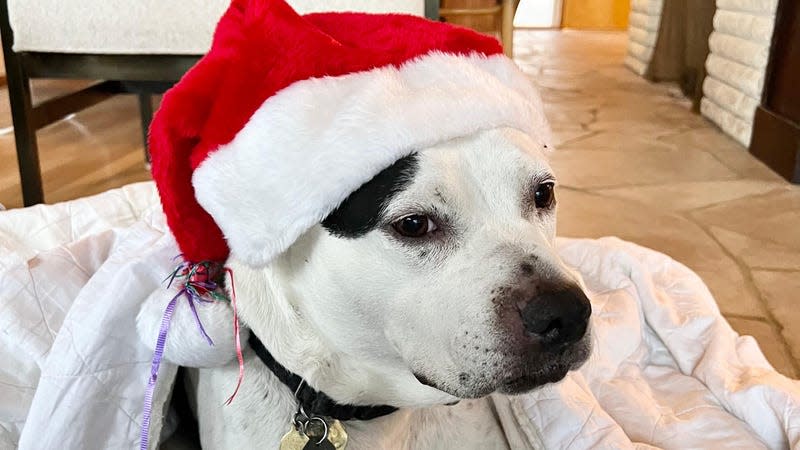 A dog in a Santa hat