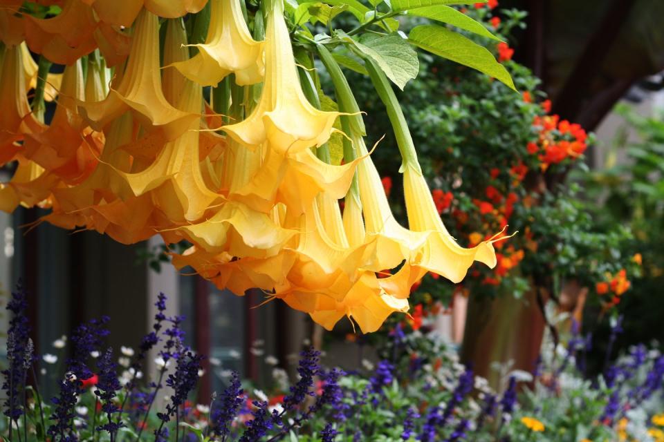 yellow datura flowers