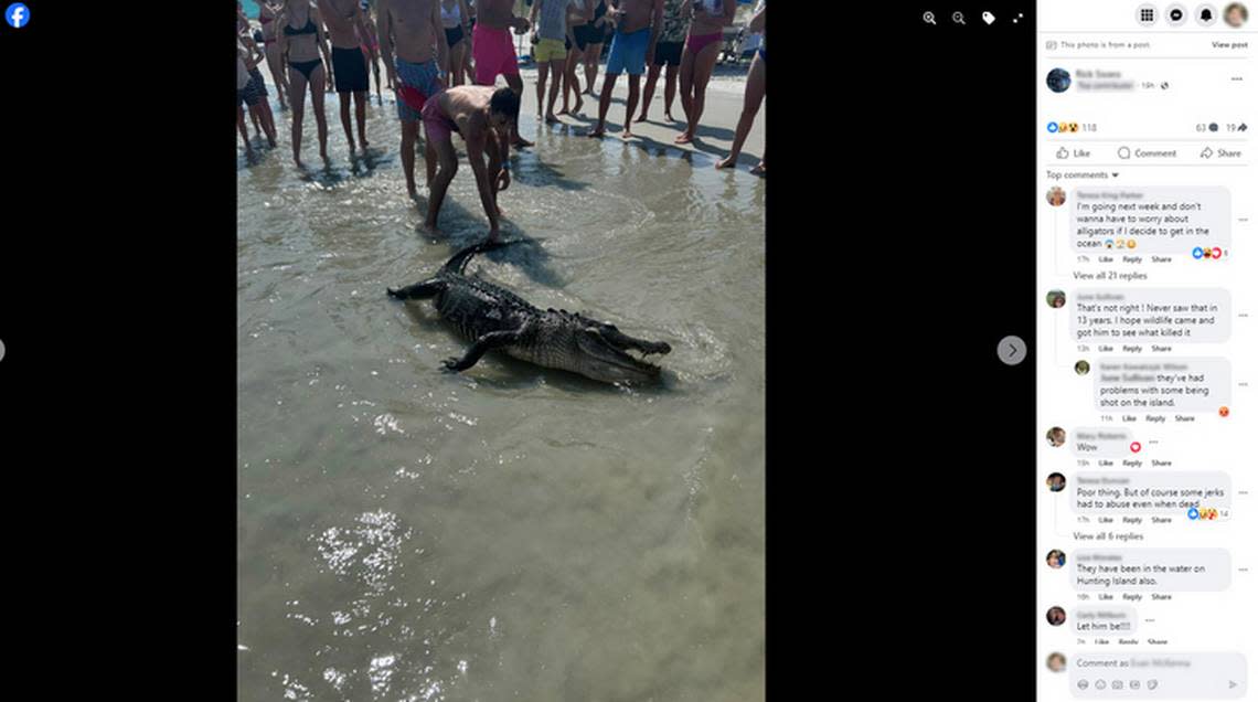 A young beachgoer is seen grabbing the tail of an alligator carcass after it washed ashore at Hilton Head’s Coligny Beach on Monday afternoon. The reptiles can survive in saltwater for days at a time, experts say, but sightings on beaches are rare.