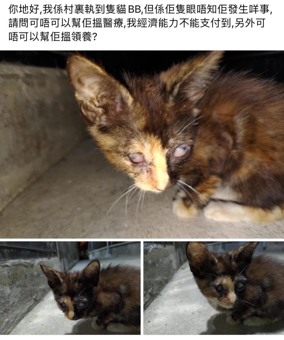 去年10月有人在荃灣發現Obby上網求助，現時主人Yuki看到後提出將貓貓接回家照顧。