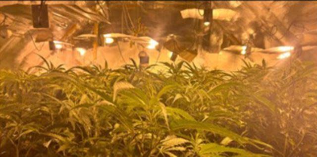 The Northern Echo: A man has been arrested after police uncovered a large cannabis grow at a Shotton Colliery address