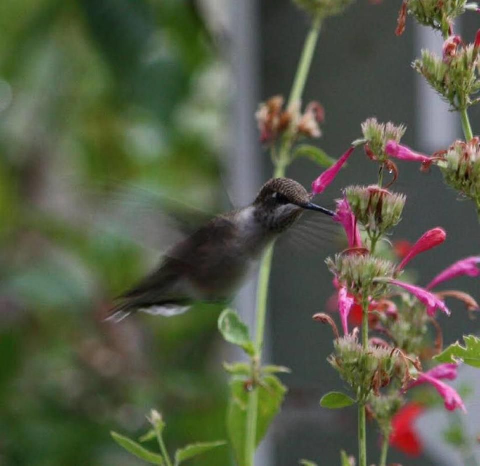 A black-chinned hummingbird feeds on nectar from an Agastache bloom.