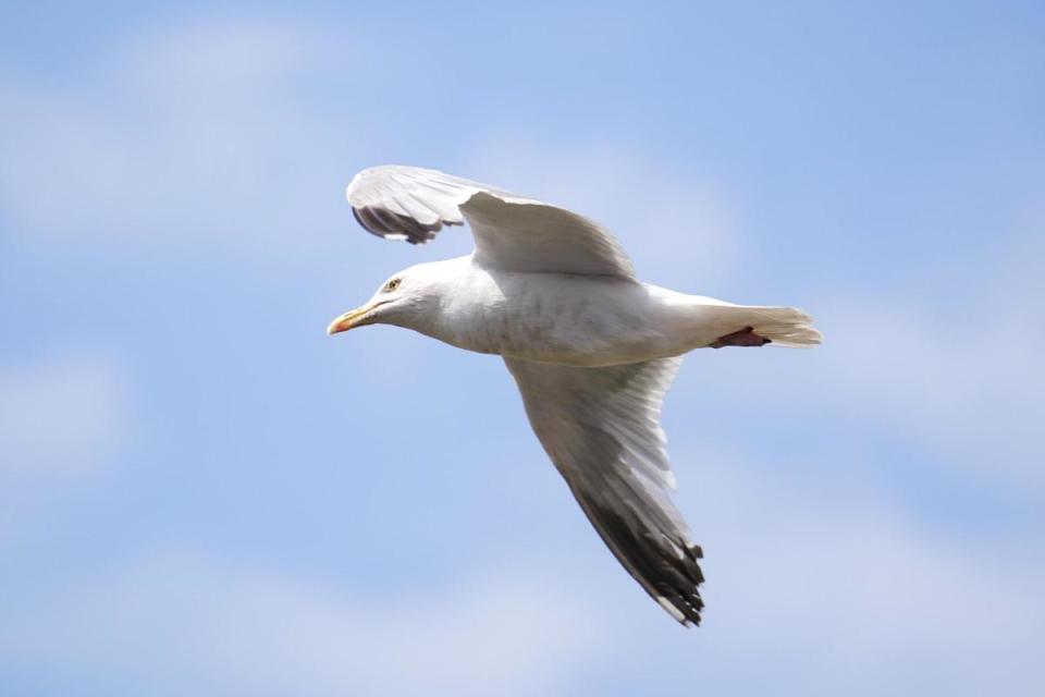 People have reported being attacked by seagulls in Brighton <i>(Image: David Davies/PA Wire)</i>