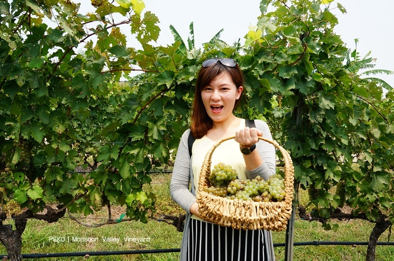 華欣景點.華欣旅遊.華欣自由行.華欣包車.華欣葡萄酒莊園.Monsoon Valley Vineyard.Hua Hin Hills Vineyard.The Sala Wine Bar&Bistro.