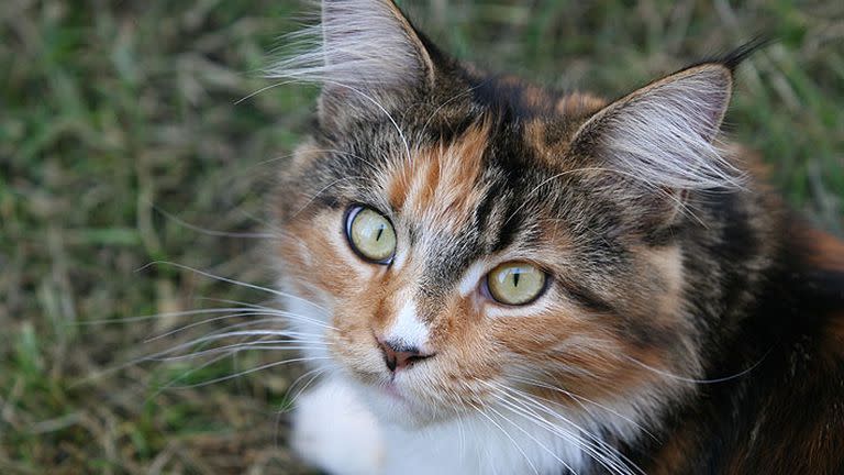 Un policía logró sacar el saco del río y rescatar a seis de los gatos, pero cuatro felinos ya estaban muertos