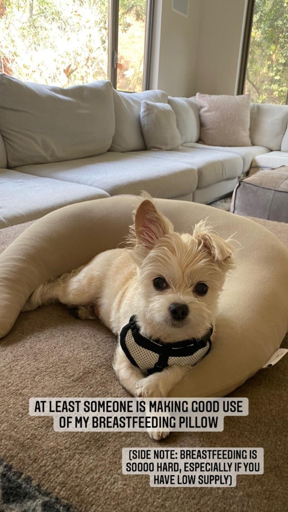 Olivia's dog sits in the middle of a pillow