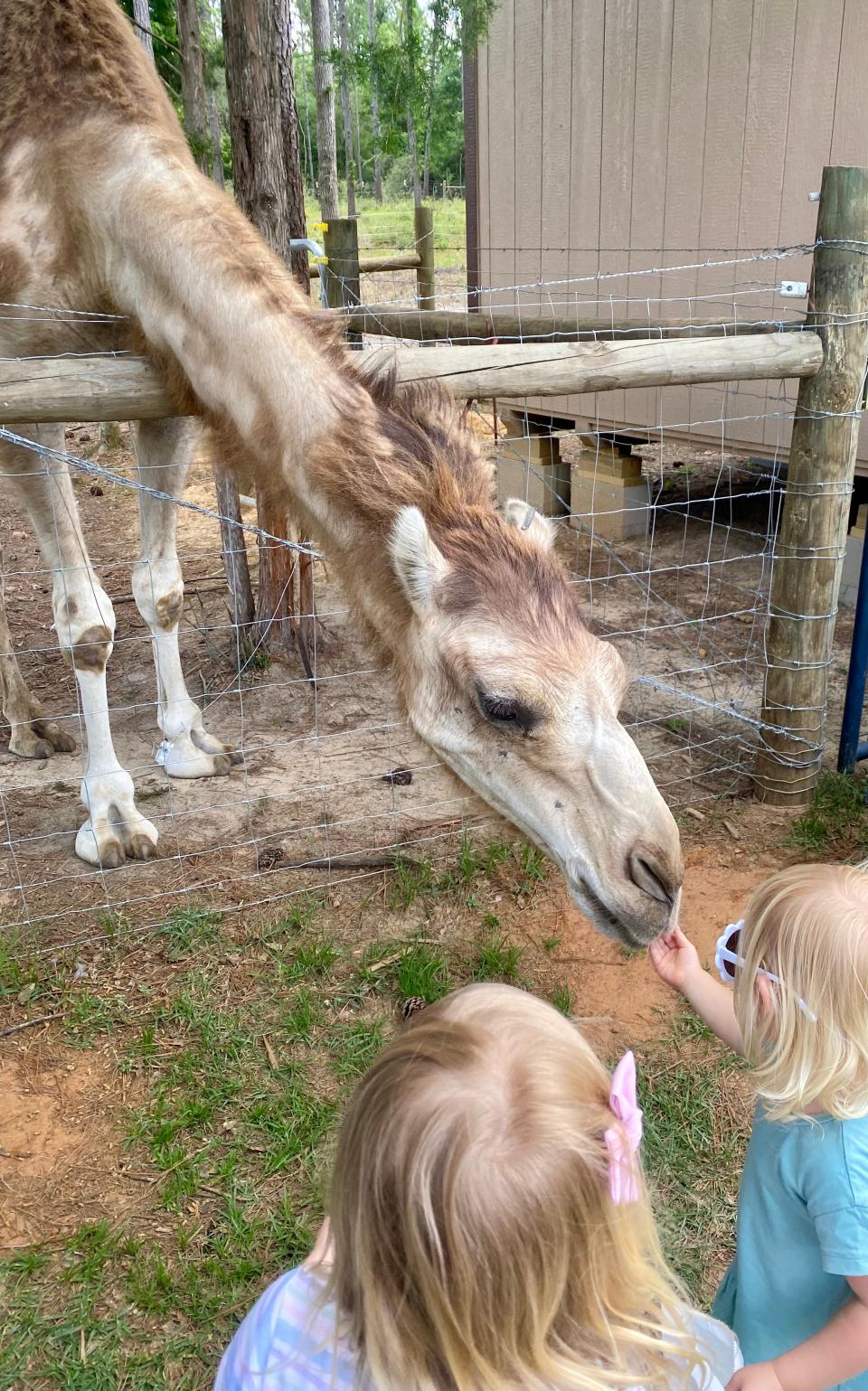 Children participating in a kick-off event for the Elba Library summer reading program feed Claude the camel at Marley Acres in Elba, Alabama, on June 3, 2023.