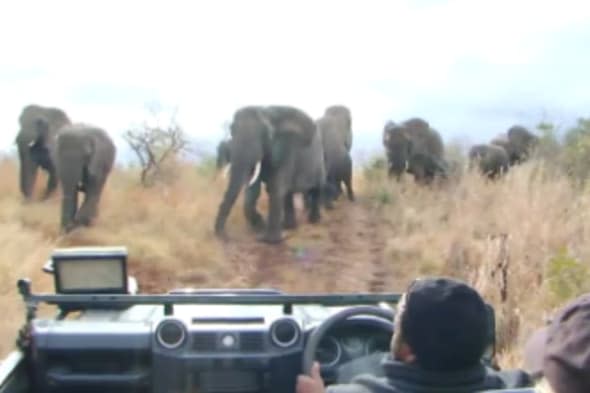 Elephants charge car