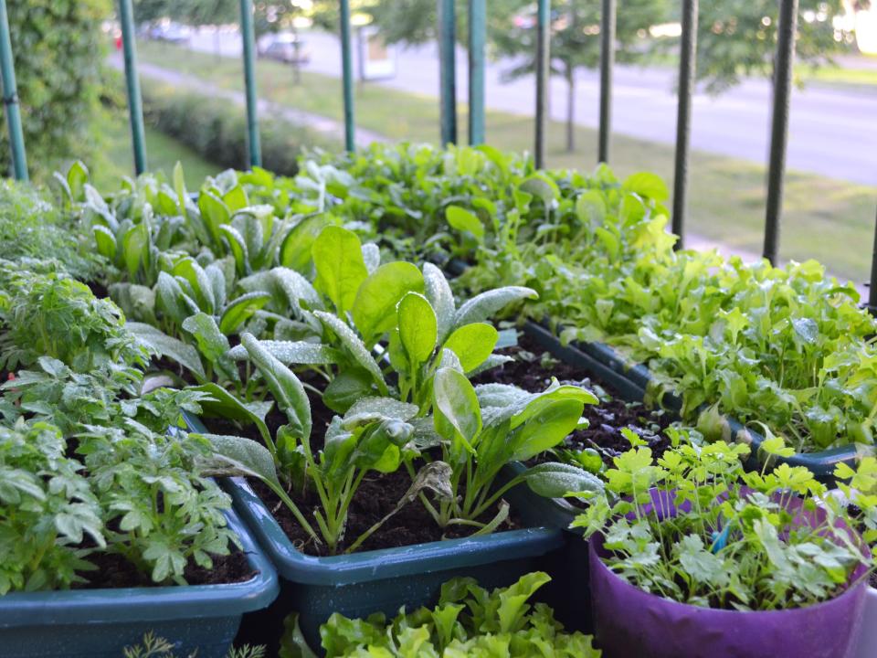 Herb garden with blue and purple pots outside by a metal fence