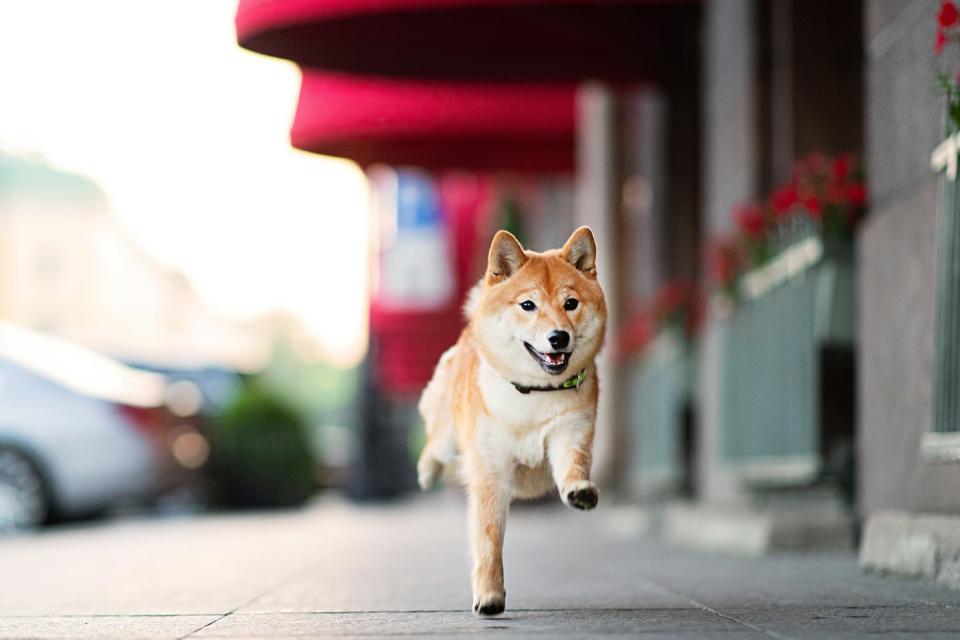 A Shiba Inu dog running on a sidewalk.