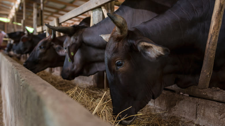 Japanese Shorthorn on a farm