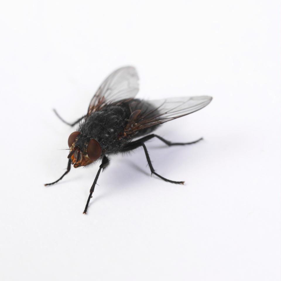 a fly