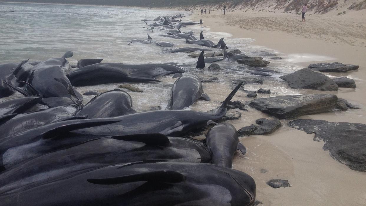 Mehr als 150 Kurzflossen-Grindwale liegen am Strand von Hamelin Bay. Foto: Parks And Wildlife Service